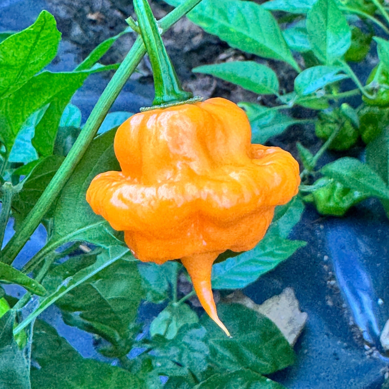 Peach Starrkist - Seeds - The Pepper Pantry (Formerly Marie Sharp's)
