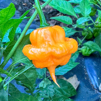 Peach Starrkist - Seeds - The Pepper Pantry (Formerly Marie Sharp's)