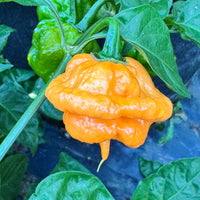 Peach Starrkist - Seeds - The Pepper Pantry (Formerly Marie Sharp's)