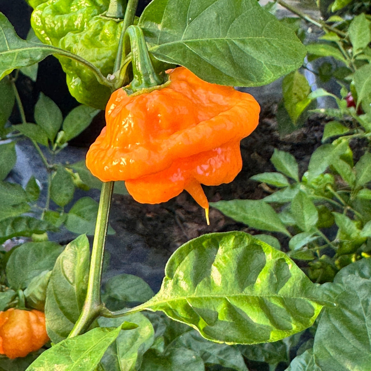 Peach Starrkist - Seeds - The Pepper Pantry (Formerly Marie Sharp's)