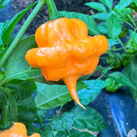 Peach Starrkist - Seeds - The Pepper Pantry (Formerly Marie Sharp's)