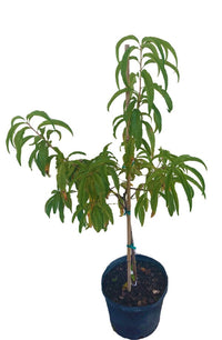 Tropic Beauty Dwarf Peach Tree Grafted  Low Chill, Self-Fertile, Sweet & Juicy Fruit for Warm Climates (USDA Zones 8-10)