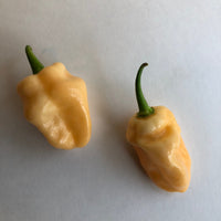 Peaches N Cream Ghost - Seeds - The Pepper Pantry (Formerly Marie Sharp's)