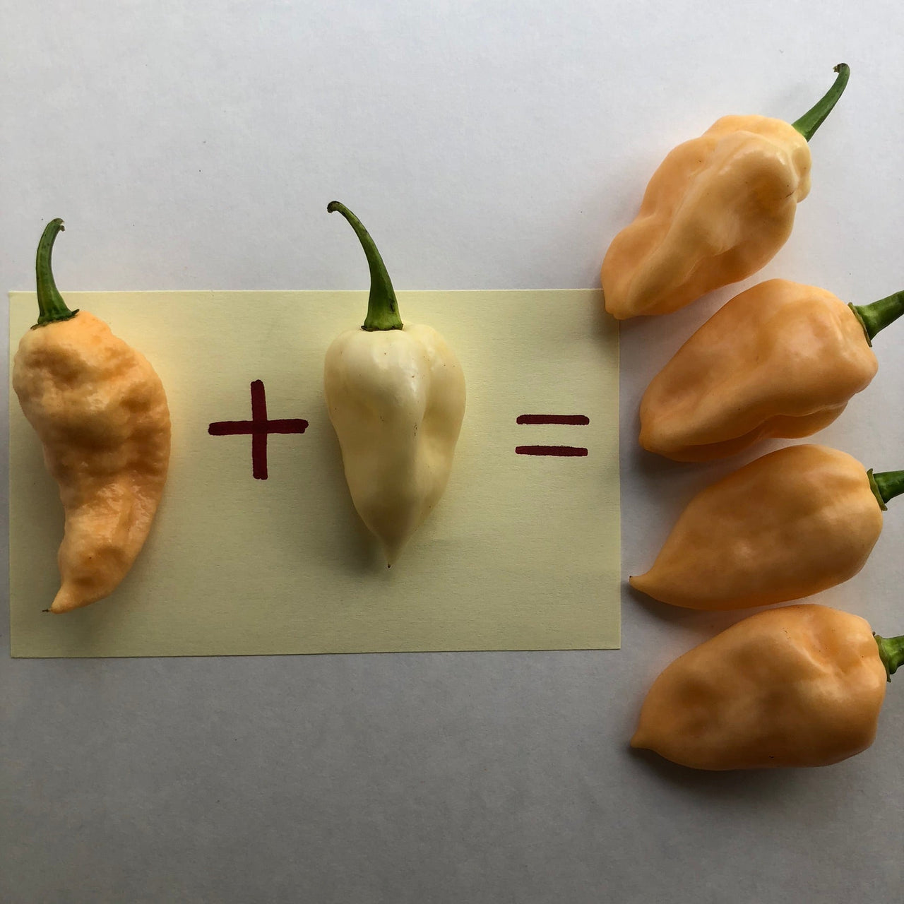 Peaches N Cream Ghost - Seeds - The Pepper Pantry (Formerly Marie Sharp's)