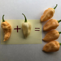 Peaches N Cream Ghost - Seeds - The Pepper Pantry (Formerly Marie Sharp's)