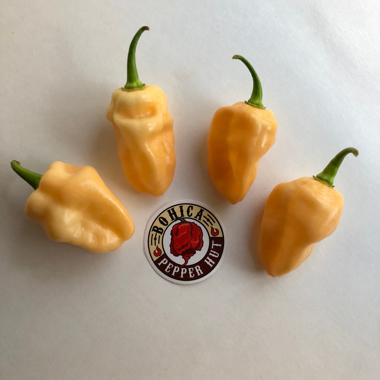 Peaches N Cream Ghost - Seeds - The Pepper Pantry (Formerly Marie Sharp's)