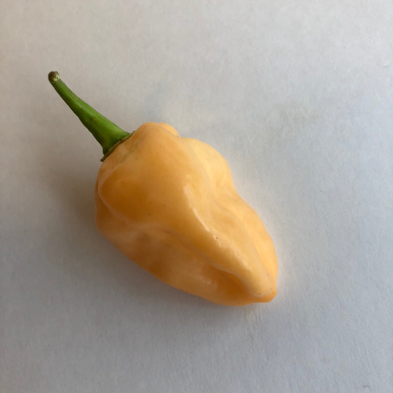 Peaches N Cream Ghost - Seeds - The Pepper Pantry (Formerly Marie Sharp's)