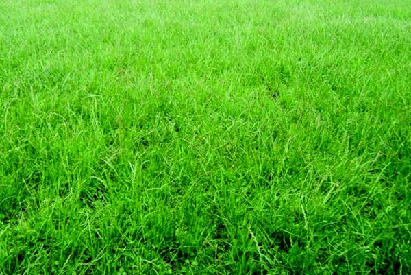 Permanent Pasture Mixture