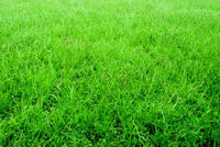 Permanent Pasture Mixture