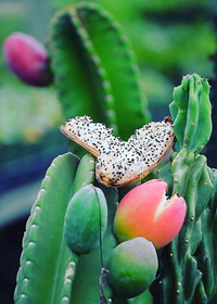 Peruvian Apple Cactus (Cereus repandus)