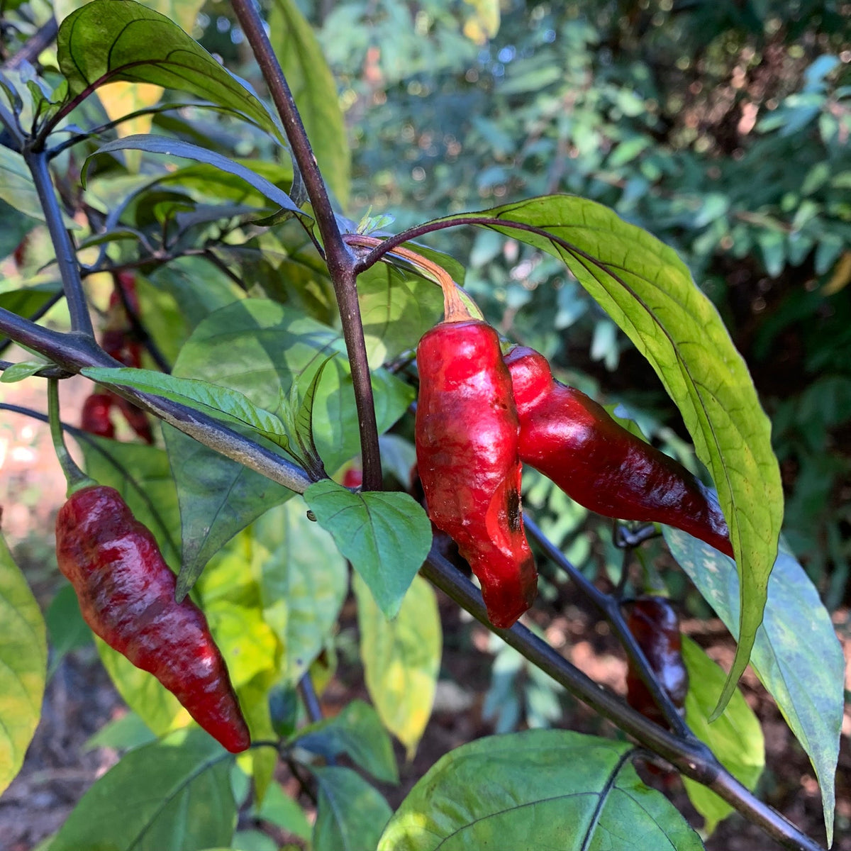 Piment Leopard - Seeds