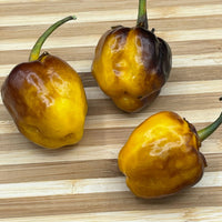 Pimenta Puma Golden - Seeds - The Pepper Pantry (Formerly Marie Sharp's)