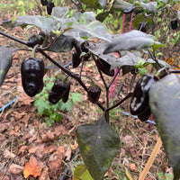 Pimenta Puma - Seeds - The Pepper Pantry (Formerly Marie Sharp's)