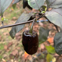 Pimenta Puma - Seeds - The Pepper Pantry (Formerly Marie Sharp's)