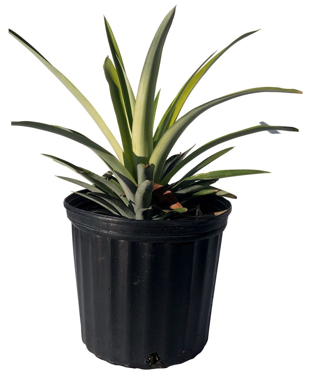 White Jade Pineapple Plant - Sweet, Low-Acid Tropical Fruit