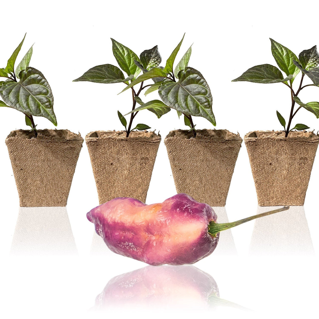 Pink Tiger X Peach Bhut Pepper Plants - The Pepper Pantry (Formerly Marie Sharp's)