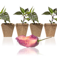 Pink Tiger X Peach Bhut Pepper Plants - The Pepper Pantry (Formerly Marie Sharp's)