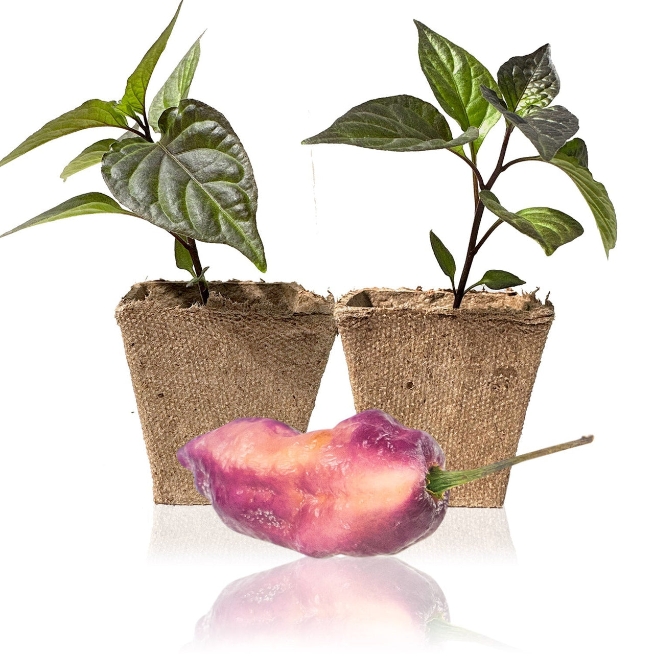 Pink Tiger X Peach Bhut Pepper Plants - The Pepper Pantry (Formerly Marie Sharp's)