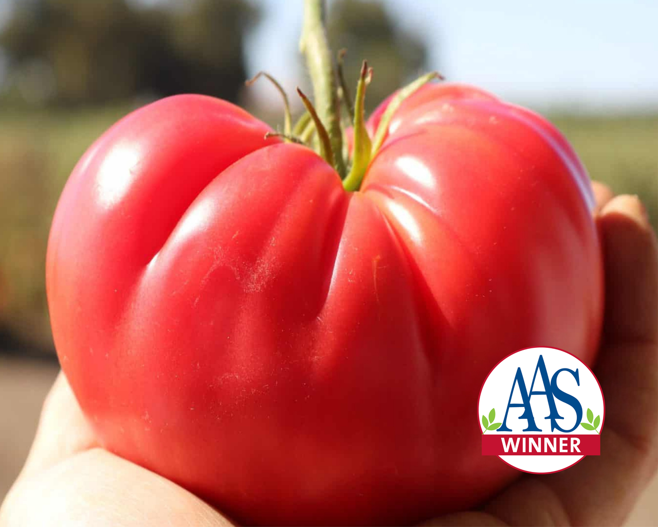 Pink Delicious Hybrid Tomato Seeds