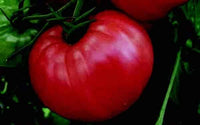 Pink Wonder Hybrid Tomato VFFT