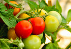 40 ITALIAN TREE TOMATO 'Trip L Crop' Lycopersicon Red Fruit Vegetable Seeds