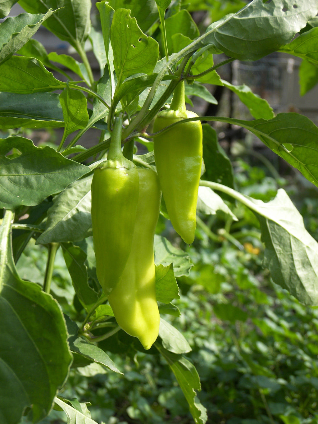 50 GREEK GOLDEN PEPPER Pepperoncini Gold Yellow Capsicum Annuum Vegetable Seeds
