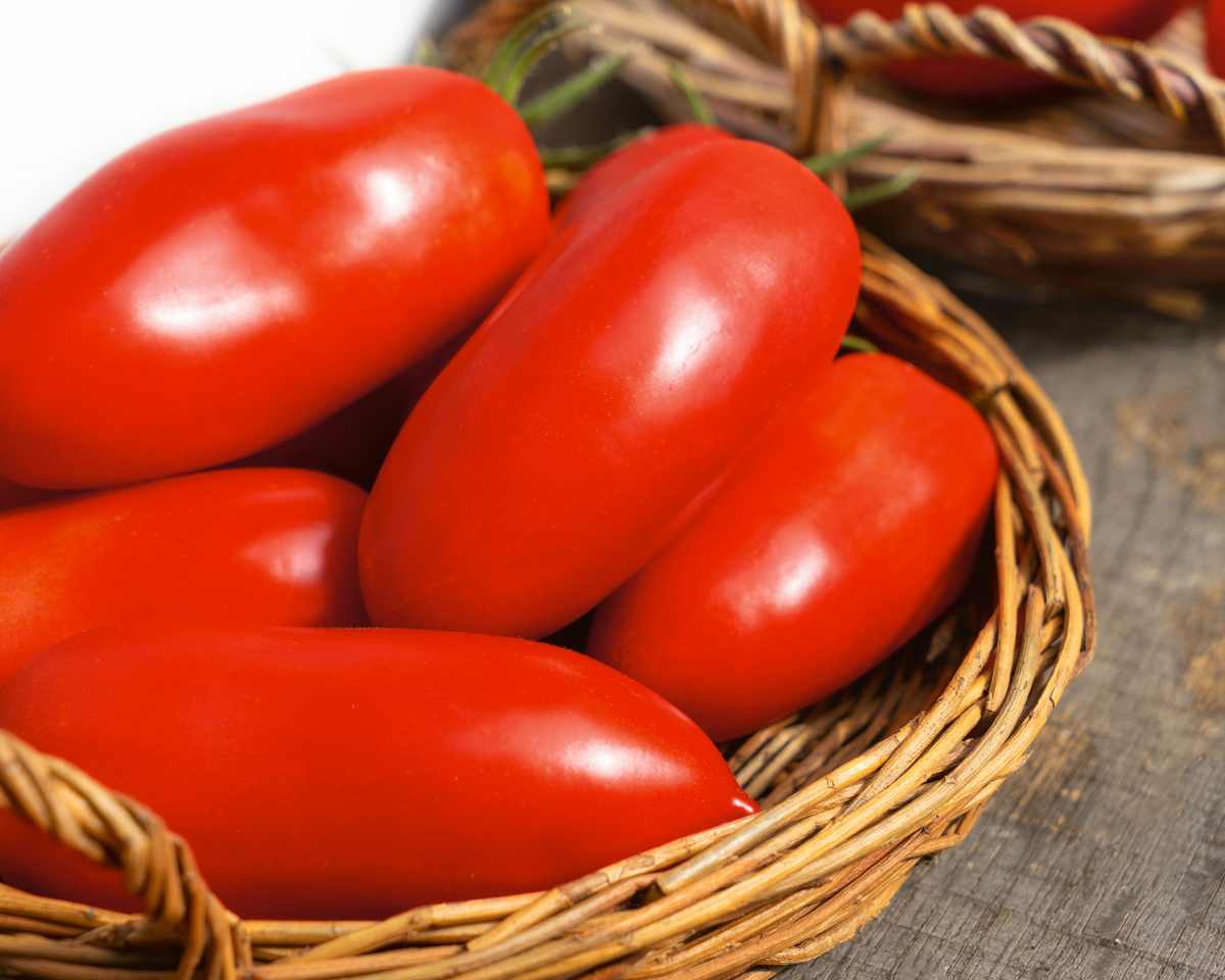 Polish Paste Tomato Seeds