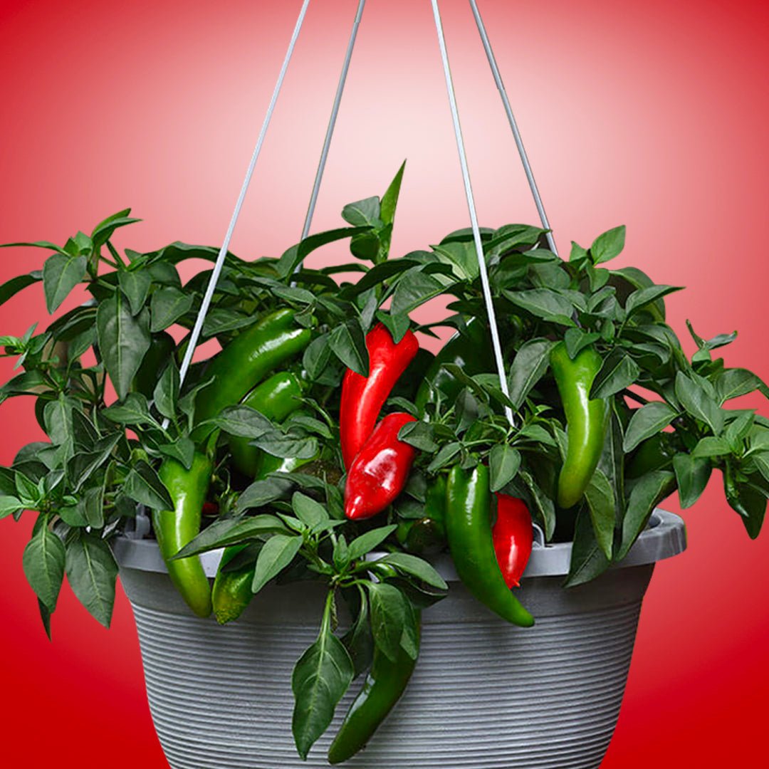 Pot - a - Peno Pepper Seeds