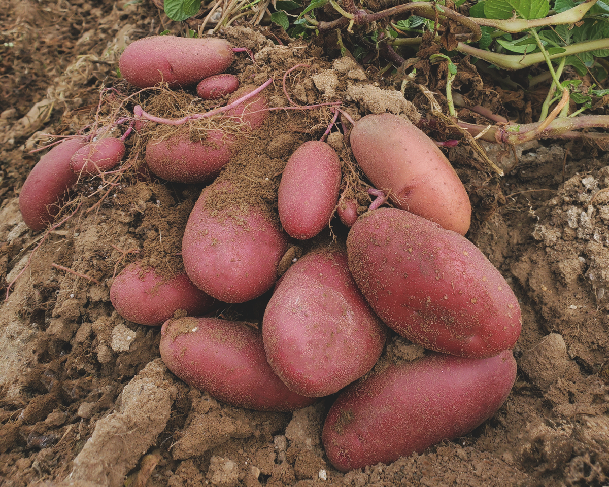 Clancy Hybrid Potato Seeds