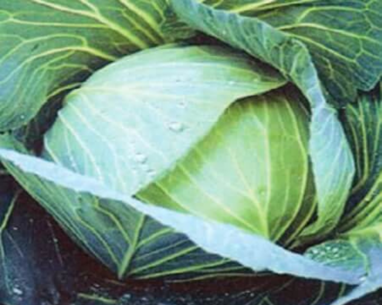 Premium Late Flat Dutch Cabbage Seeds