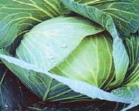 Premium Late Flat Dutch Cabbage Seeds