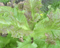 Prizehead Lettuce Seeds