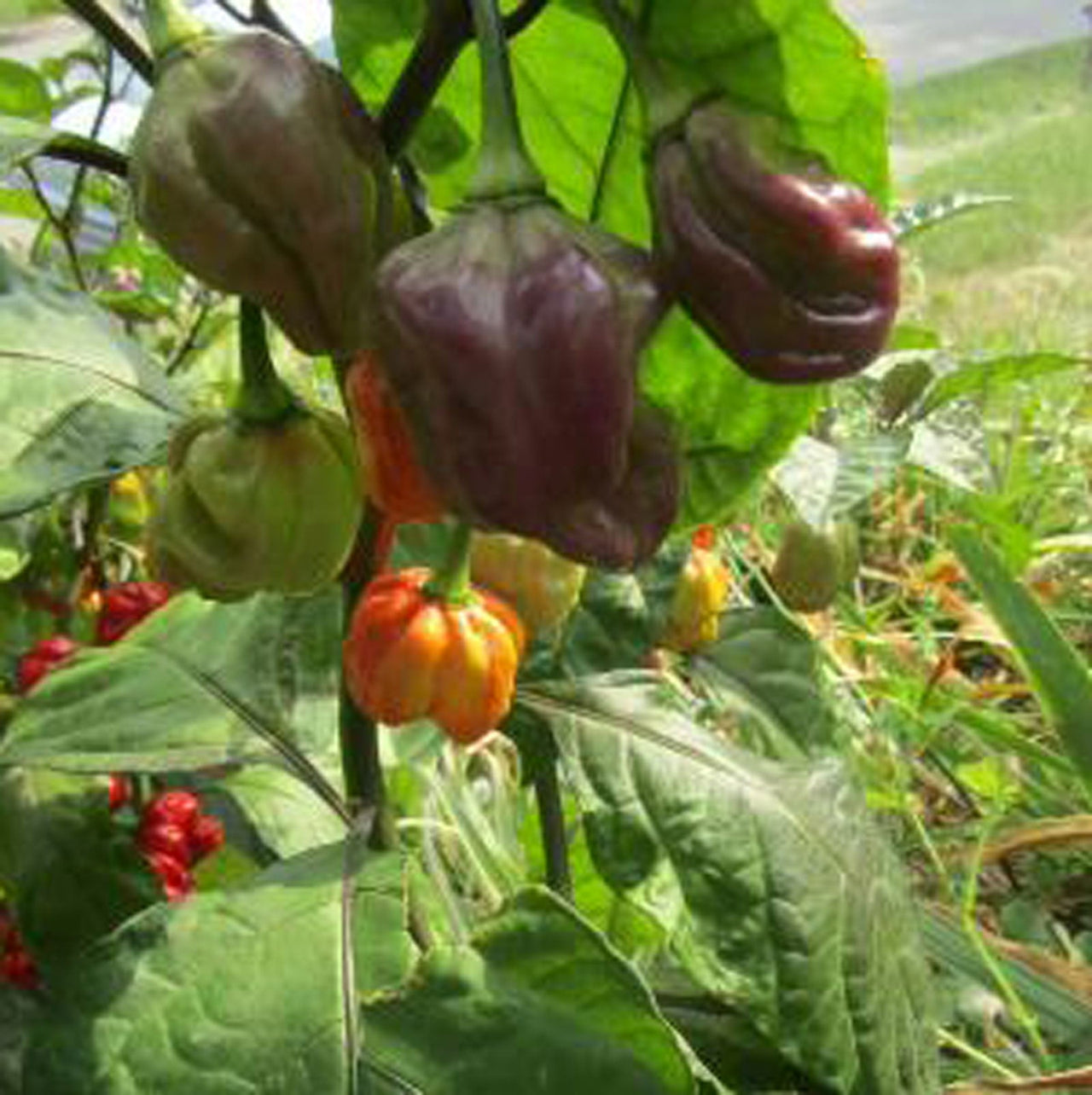 Purple Ghost Scorpion Pepper Seeds - The Pepper Pantry (Formerly Marie Sharp's)