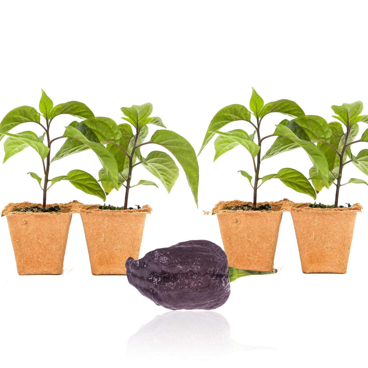 Purple Peach Carolina Reaper Pepper Plants - The Pepper Pantry (Formerly Marie Sharp's)