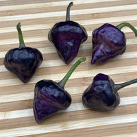 Purple UFO - Seeds - The Pepper Pantry (Formerly Marie Sharp's)