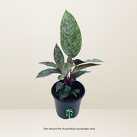 Purple Sword Apoballis Lavallaei - Rare Tropical Plant