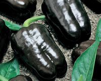Purple Beauty Bell Pepper Seeds