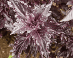 Purple Ruffles Basil Seeds