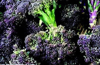Early Purple Sprouting