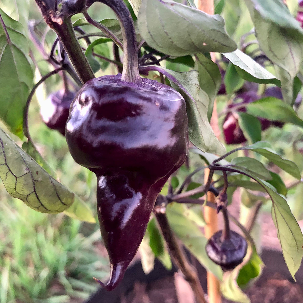 Purple UFO Pepper Seeds