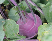 Purple Vienna Kohlrabi Seeds
