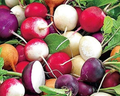 Fiesta Blend Radish