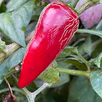 Rayados Jalapeno - Seeds - The Pepper Pantry (Formerly Marie Sharp's)