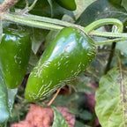Rayados Jalapeno - Seeds