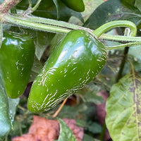 Rayados Jalapeno - Seeds - The Pepper Pantry (Formerly Marie Sharp's)