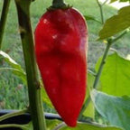 Red Devils Tongue Pepper Seeds