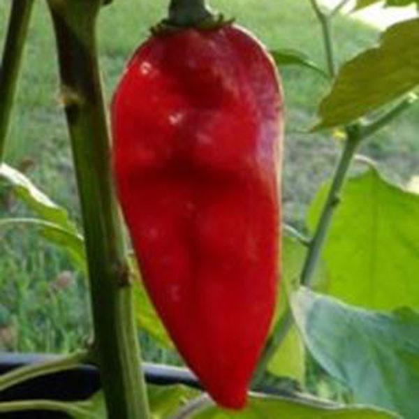 Red Devils Tongue Pepper Seeds - The Pepper Pantry (Formerly Marie Sharp's)