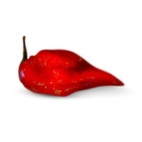 Red Devils Tongue Pepper Seeds - The Pepper Pantry (Formerly Marie Sharp's)