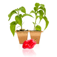 Red Savina Habanero Pepper Plants - The Pepper Pantry (Formerly Marie Sharp's)