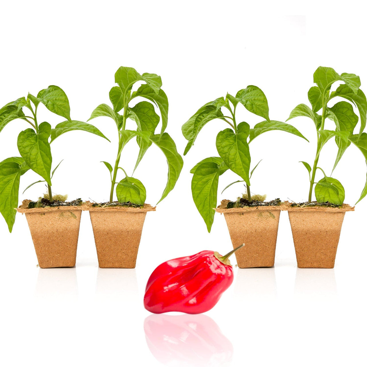 Red Savina Habanero Pepper Plants - The Pepper Pantry (Formerly Marie Sharp's)